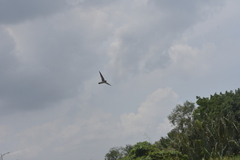 Aerodramus germani germani