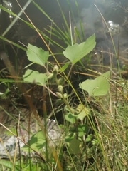 Xanthium orientale