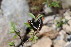 Limenitis lorquini