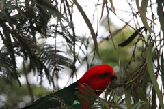 Alisterus scapularis