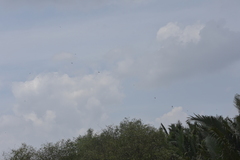 Aerodramus germani germani