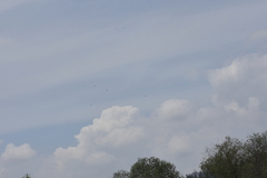 Aerodramus germani germani