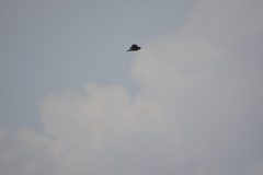 Aerodramus germani germani