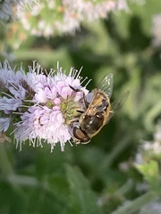 Eristalis