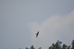 Aerodramus germani germani