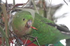 Alisterus scapularis