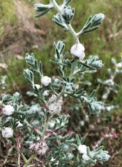 Dissocarpus paradoxus