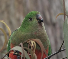 Alisterus scapularis