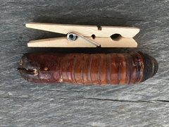 Abantiades argentata