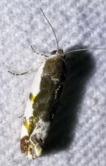 Acontiini