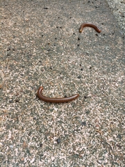 Thyropygus allevatus