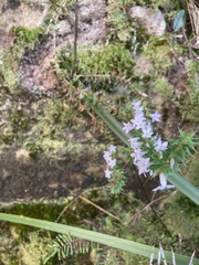 Epacris
