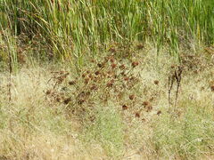 Cyperus eragrostis