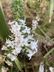 Epacris
