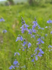 Veronica austriaca jacquinii