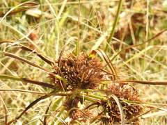 Cyperus eragrostis