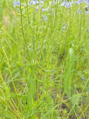 Veronica austriaca jacquinii