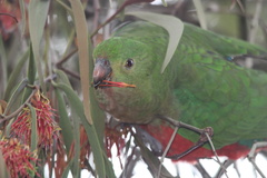 Alisterus scapularis