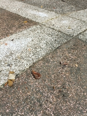 Thyropygus allevatus