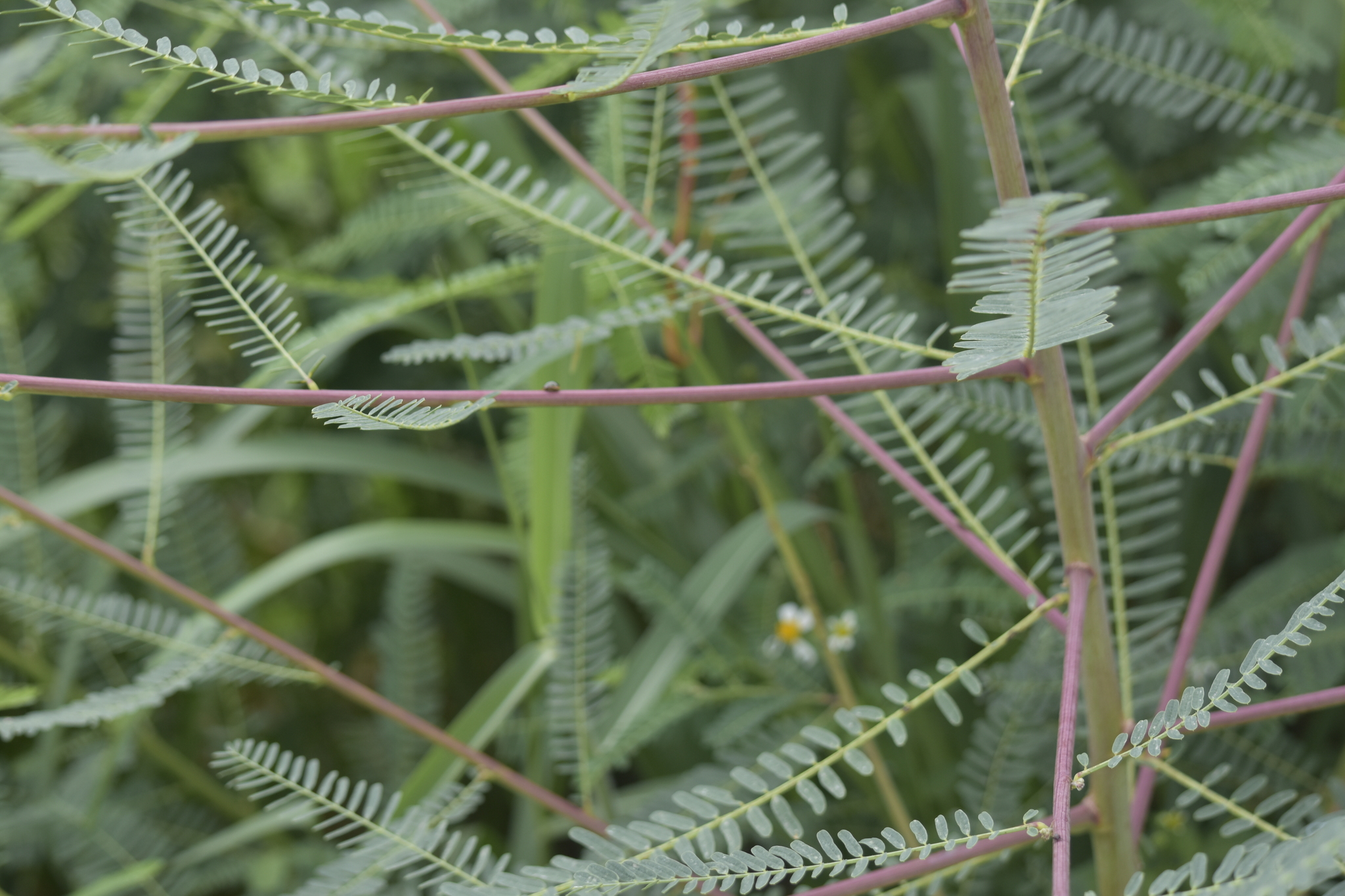 Sesbania cannabina (Sesbania cannabina)