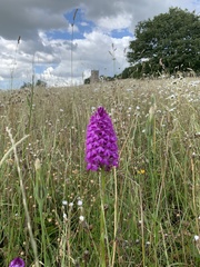 Anacamptis pyramidalis