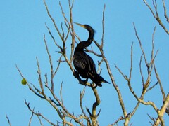 Anhinga anhinga