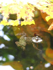 Euphlyctis cyanophlyctis