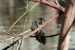 Anthochaera chrysoptera