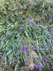 Hardenbergia violacea