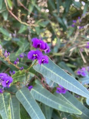 Hardenbergia violacea