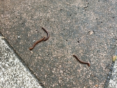 Thyropygus allevatus