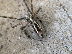 Argiope trifasciata