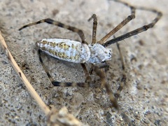 Argiope trifasciata