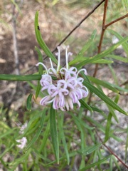Grevillea sericea