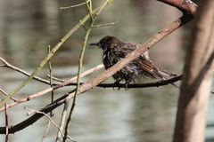 Anthochaera chrysoptera