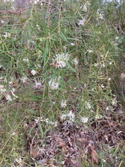 Grevillea linearifolia