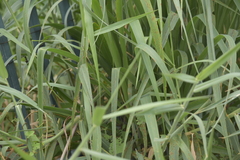 Acrida willemsei