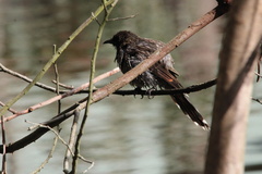 Anthochaera chrysoptera