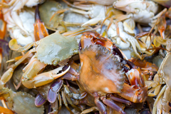 Charybdis hellerii