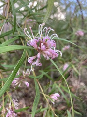 Grevillea sericea