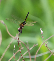 Macrodiplax balteata