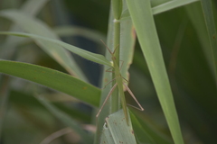 Acrida willemsei