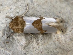 Schinia chrysellus
