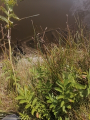 Eleocharis palustris