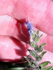 Echium vulgare