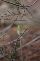 Pterostylis setulosa