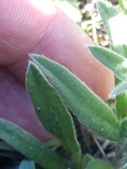 Echium vulgare