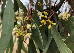 Eucalyptus largiflorens