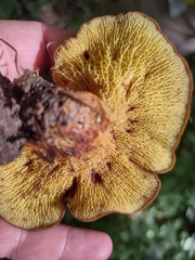 Boletinellus merulioides