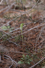 Pterostylis setulosa